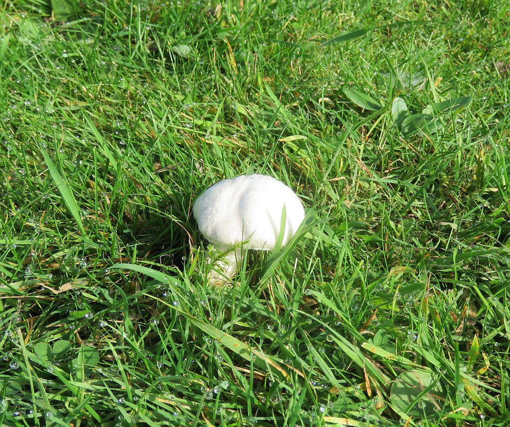  Field Mushroom 
